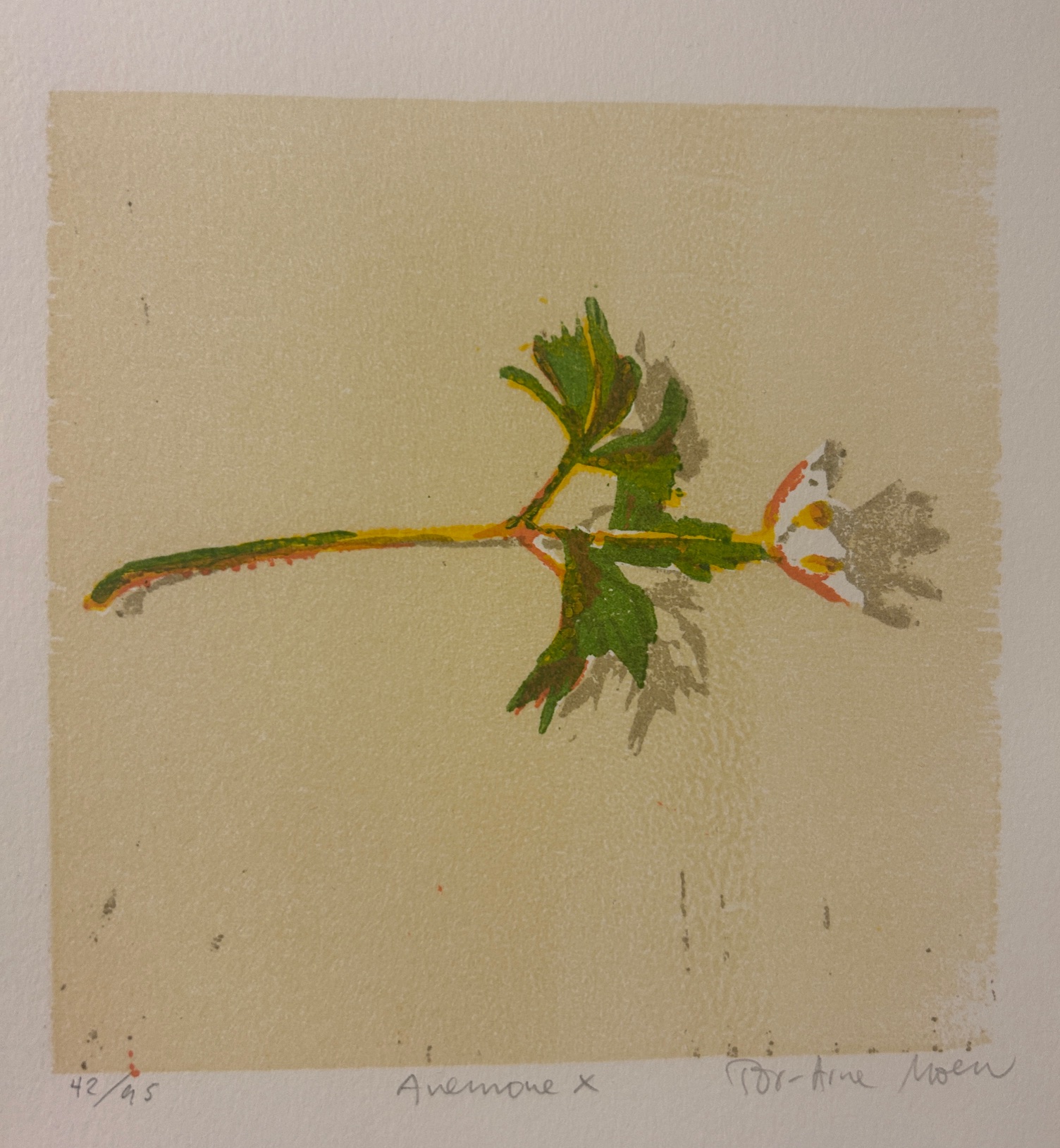 Anemone X